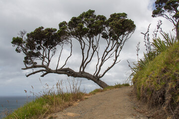 Fototapeta na wymiar Picturesque landscape with tree at the cliff, sea and rainy clouds on background, New Zealand.