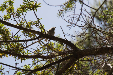 Perching birds between tree branches, New Zealand.