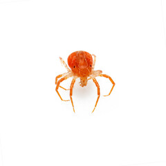 Anystis Baccarum Mite or Whirligig Red Velvet Mite Arachnid Predator Tick Isolated on White Background