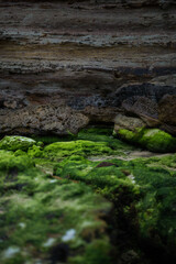 Bright green algae coated seaside rock by cliff edge on New South Wales South Coast in Australia.