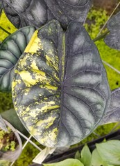 Yellow and green marbled leaves of Alocasia Dragon Scale variegated plant
