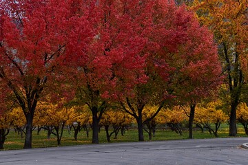 Fall landscape, bright orange red yellow leaves on trees lining road. Colorful fall city park, fall background up State Street in Provo Utah approaching the Utah State Hospital, USA.
