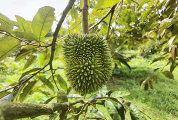 Close up of young durian fruit hanging on a branch.