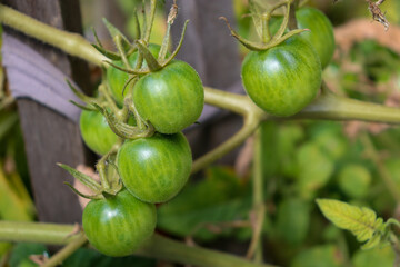 close up of unripe green tomatoes on bush