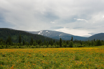 Fototapeta na wymiar Floral meadow with orange flowers and mount background