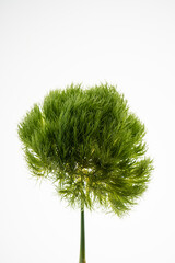 Dianthus barbatus Green Trick on a white background.