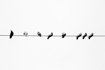 Some pet pigeons sitting in line on the electric wire. Birds lined up on electric wires black and...