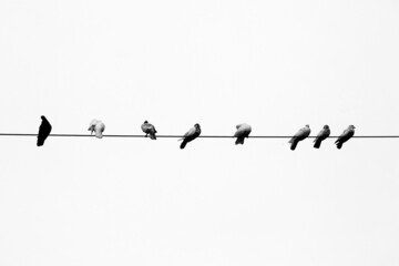 Some pet pigeons sitting in line on the electric wire. Birds lined up on electric wires black and white view.