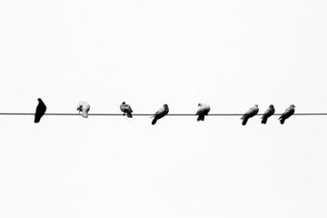 Some pet pigeons sitting in line on the electric wire. Birds lined up on electric wires black and white view.