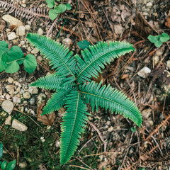 Close up green ferns, dicranopteris pedata, growing on the ground at Shizuoka prefectural forest park, Japan.
