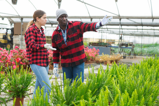 Couple of farm workers, man and woman, choosing green nephrolepis in pot in greenhouse - Powered by Adobe