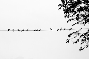 Some pet pigeons sitting in line on the electric wire. Birds lined up on electric wires black and white view.