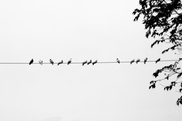Some pet pigeons sitting in line on the electric wire. Birds lined up on electric wires black and white view.