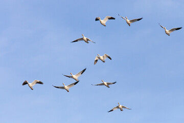 Obraz premium Snow Geese, Anser caerulescens, make a stop during there annual migration at Middle Creek Wildlife Management Area in Stevens, Pennsylvania U.S.A. on February 23, 2022.
