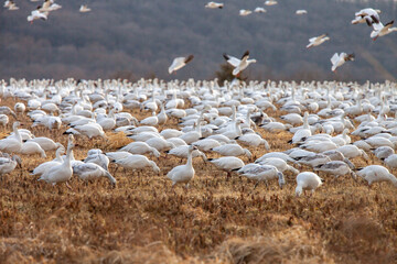 Fototapeta na wymiar Snow Geese, Anser caerulescens, make a stop during there annual migration at Middle Creek Wildlife Management Area in Stevens, Pennsylvania U.S.A. on February 23, 2022.