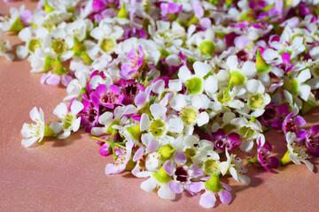 Fototapeta na wymiar Tiny pink and white waxflowers (chamelaucium uncinatum)
