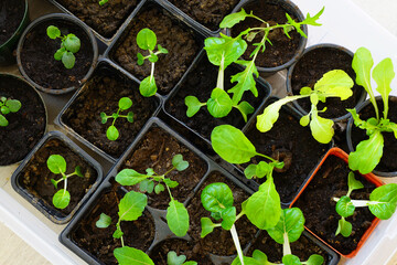 Kale and salad green seedlings transplanted into nursery pots indoor