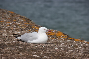 Silver Gull (Chroicocephalus novaehollandiae), Port Fairy, Victoria, Australia.