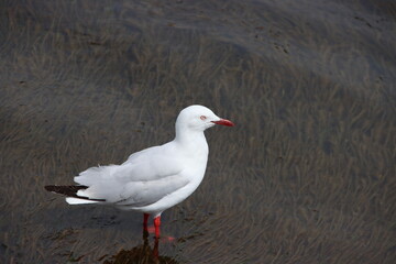 Silver Gull (Chroicocephalus novaehollandiae), Port Fairy, Victoria, Australia.