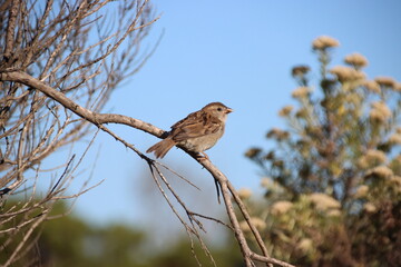 Sparrow (Passer domesticus), south-west Victoria, Australia.