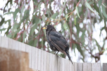 Common Blackbird (Turdus merula) perched on a fence in Cranbourne East, Melbourne, Australia.