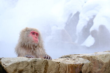 wild snow monkey 地獄谷野猿公苑のサル