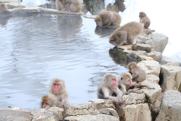 wild snow monkey 地獄谷野猿公苑のサル © taroq