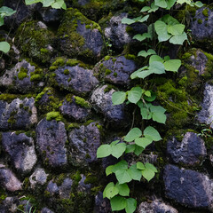 Close up old stone wall covered with moss and vines, in Japan