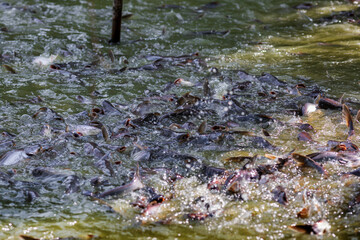 Pangasius fish or Vietnamese catfish are scrambling to eat in a farming pond. Beautiful wild catfishes eating feed in ponds.