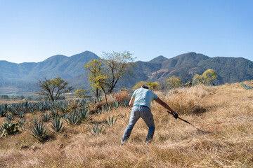El campesino está limpiando el campo de agave que tiene mucha maleza y plagas.
 - obrazy, fototapety, plakaty