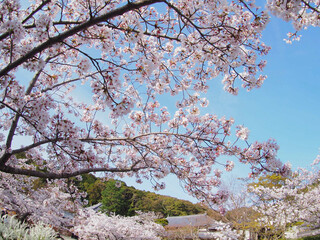 サクラ満開　春爛漫