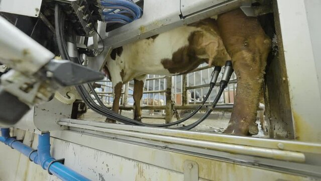 Robotic Milking. Automated Milking Robot Removes Suction Cups From Cow Udder. static
