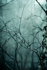Abstract dark scary background. The forest is mysterious with strange moonlight and night ghostly branches of trees in the fog causing a feeling of fear. Horror concept