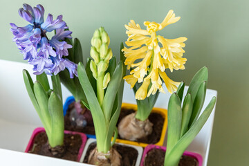 The concept of landscaping and landscape design, primroses. Seedlings, tubers, bulbs of hyacinths, yellow and lilac hyacinth flowers in multi-colored containers prepared for planting in the ground