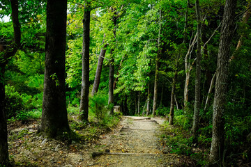 Fototapeta na wymiar Beautiful scenery of footpath among the trees at Shizuoka prefectural forest park, Japan.