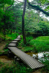 Beautiful green scenery with old wood bridge, water and trees in Sanbanike pond at Shizuoka prefectural forest park, Japan.