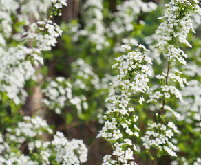 자연 야생 꽃 조팝나무 꽃