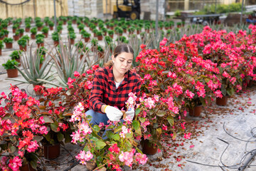 Young woman farmer working in a greenhouse checks begonia semperflorens in pots for the presence of flower disease