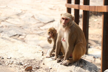 monkey and her baby sitting on mountain.