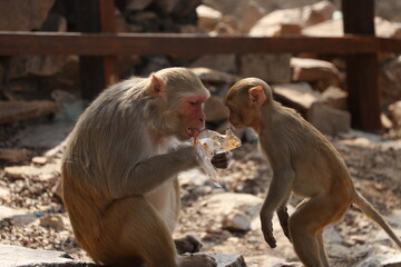 monkey and her baby eating plastic garbage.