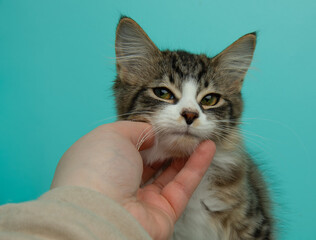 brown white tabby kitten getting petted closeup portrait