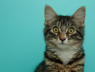 Obraz premium brown tabby cat closeup portrait