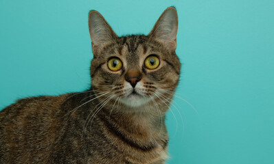 brown tabby cat portrait close up