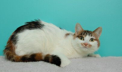 cute calico cat lying down