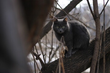 Gray Cat Perched on a Tree Branch in a Winter Forest