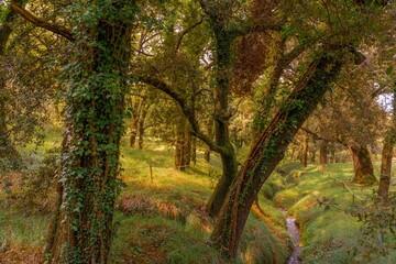 El Rivet de Benassal