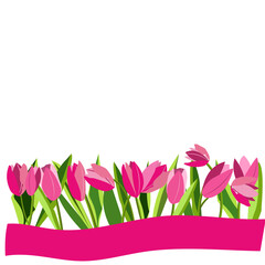 Spring square banner with pink tulips on white bg