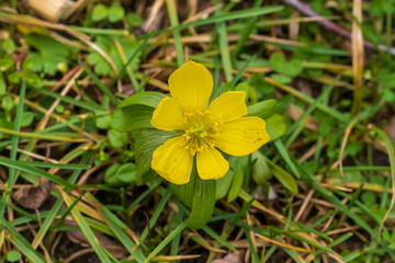 Eine wundersch&ouml;ne gelbe Bl&uuml;te im Gras