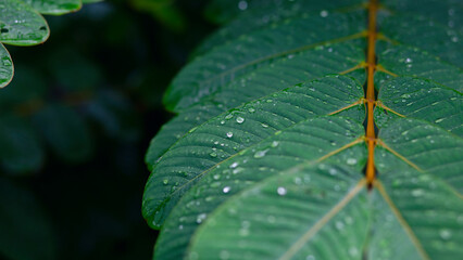 selective focus Green leaves with dew on leaves after a rainstorm has passed to moisten the foliage. Natural images have space for text.