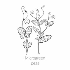 Young microgreen pea sprouts, peas microgreen growing, young green leaves, healthy lifestyle concept, vegan healthy food. Vector line graphics on a white background, line art, one line.